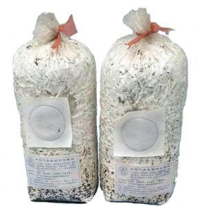 klar plastpose med sidekile og filterlap til svampedyrkning 1